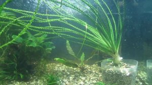 Инопланетянин с щупальцами - кринум волнистый.