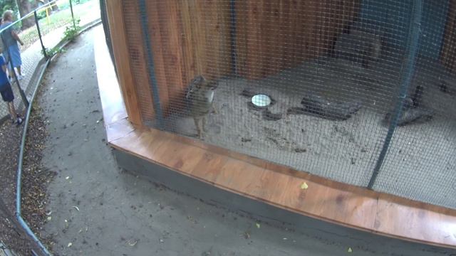 Ростовский зоопарк. // Rostov zoo. смотреть онлайн