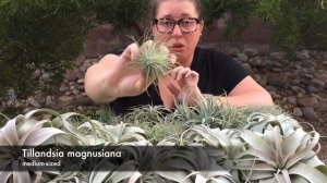 Air Plant Unboxing - October 4, 2017