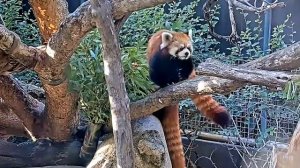 Красные панды в зоопарке#San Diego Zoo