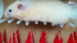 АКУЛА против милого хомячка ХОМЫ! СДЕЛАЙ сам лабиринт для своего хомячка с ловушками!