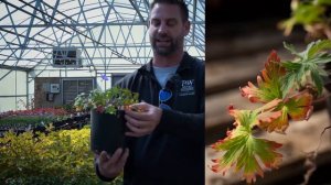 Johnsons Blue Perennial Geranium