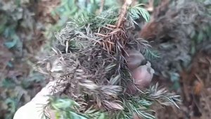 Хвойные болезни и как их лечить.