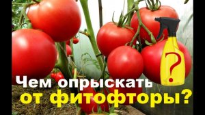 Чем опрыскать помидоры в июле, августе от фитофторы!