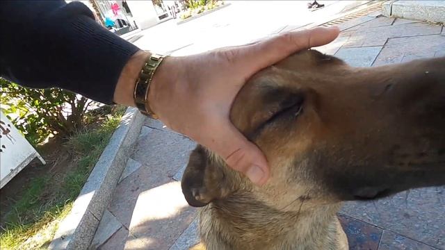 На набережной встретил бездомных собак Ялты