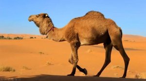 Занятие 10  Животные жарких стран