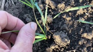 Озимые по состоянию на 6 октября