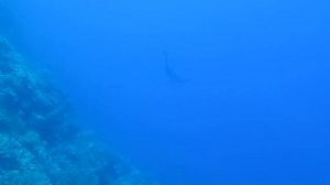 Киты и акулы