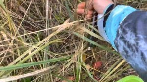 Где и в каком лесу растут рыжики.Как растут грибы рыжики и где их собирать.Царский гриб рыжик!