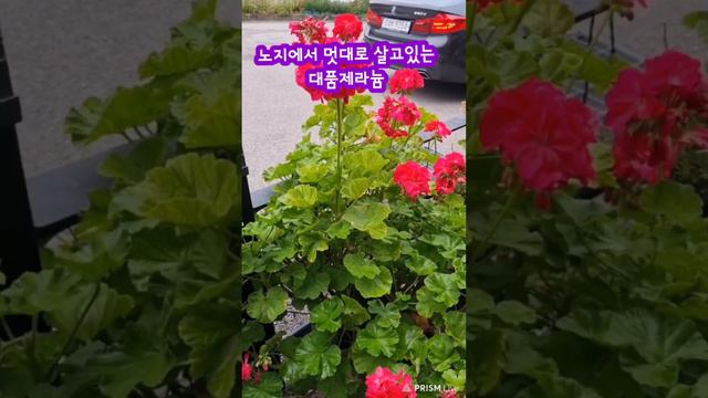 #제라늄대품 #노지제라늄 #제라늄수형도멋대로 #욕심난다그래도