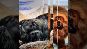 ТИБЕТ-- МИР ВПЕЧАТЛЕНИЙ ✨ ЖИВОТНЫЕ  И  ПТИЦЫ ✨ TIBET