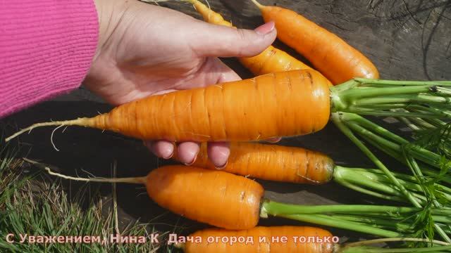 ЧТО БУДЕТ ЕСЛИ ПОСЕЯТЬ МОРКОВЬ И ИЮНЕ! 2 СПОСОБА КАК САЖАТЬ МОРКОВЬ БЕЗ ПРОРЕЖИВАНИЯ