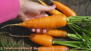 ЧТО БУДЕТ ЕСЛИ ПОСЕЯТЬ МОРКОВЬ И ИЮНЕ! 2 СПОСОБА КАК САЖАТЬ МОРКОВЬ БЕЗ ПРОРЕЖИВАНИЯ