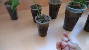 Укоренение зелёных черенков винограда. Так просто?!