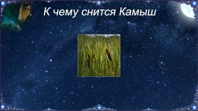 К чему снится Камыш (Сонник) смотреть онлайн