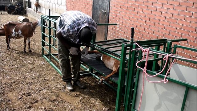 Англо-нубийские козы – обрезка копыт козам на станке «Фаворит» от SheepMaster