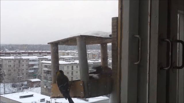 Наглый птиц. Снегирь против синиц! смотреть онлайн