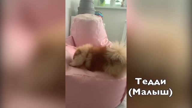 Померанский шпиц Малыш Тедди. Готовим сушеное легкое говяжье. Любимая игра наших собак