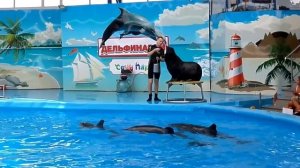 Дельфинарий выступление морского котика, Сочи парке #  Dolphinarium Sochi