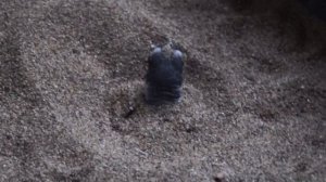 Рождение морской черепахи. The birth of a sea turtle