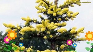 Ель колючая Майголд. Краткий обзор, описание характеристик, где купить саженцы picea pungens Maigol
