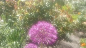 Дикий лук красивое украшения вашего цветника.