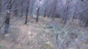 ЗА ГРИБАМИ В ЛЕС за КОРОЛЕВСКИМИ ГРИБАМИ! Собираем ОСЕННИЕ ГРИБЫ!