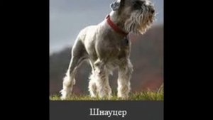 Собаки бывают разными