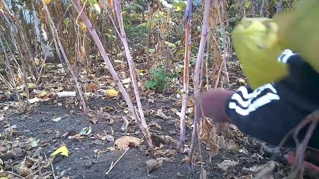 МАЛИНА / Готовим растение к зимовке/ RASPBERRY / Preparing the plant for wintering / смотреть онлайн