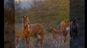 "КОНЬ БОЕВОЙ"... (Старинная казацкая песня)