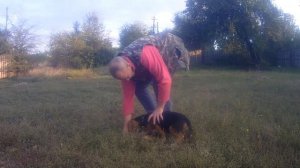 Воспитание щенка бигля