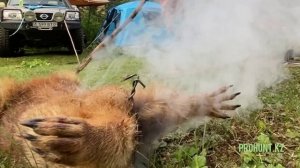 Бомбическое видео ?Приготовление сурка?? в собственной шкуре с раскалёнными камнями ???