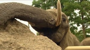 Verwandte Tierarten und außergewöhnliche Tiere | Panda, Gorilla und Co.