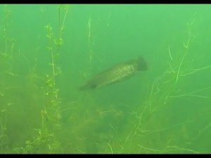 Пресное озеро бухта Бойсмана   подводный мир