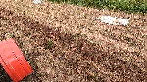 наконец закончили копать картошку. ред леди превзошла наши ожидания.