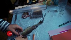 Баренцево море часть 2. Ловим рыбу. В научных целях