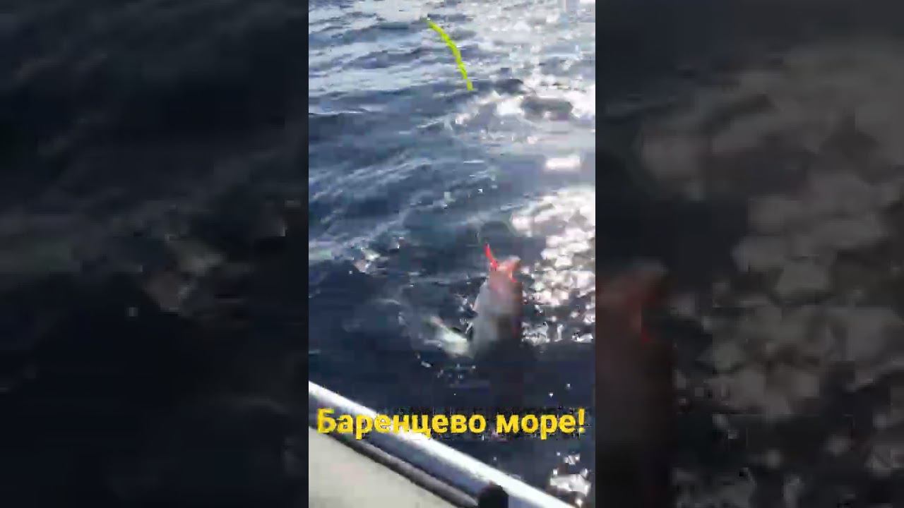 Знакомство с Баренцевом морем! Открытие сезона! Скоро полная версия. смотреть онлайн