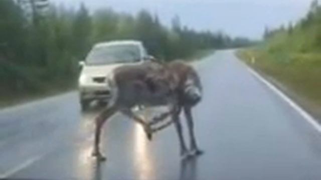 Лось на дороге смотреть онлайн