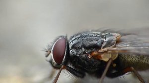 Что происходит, когда МУХА садится на ВАШУ еду?