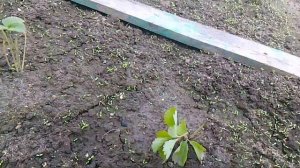 копаю червей на завтрашнию рыбалку с братом
