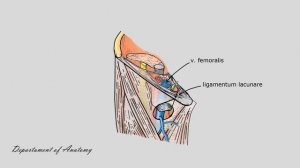 Мышечная и сосудистая лакуны. Бедренный канал.