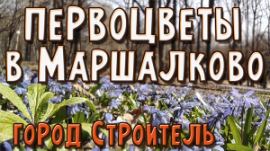 Первоцветы в Маршалково, город Строитель