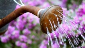 Астра однолетняя