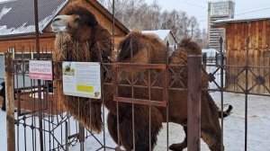 Верблюды в городском зоопарке