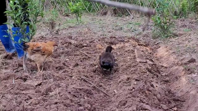 How to grow sweet potatoes in the garden, and sow radish seeds alternately in sweet potato beds. смотреть онлайн