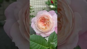 Constance Rose コンスタンスバラ