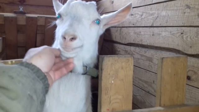 Не делайте этих ошибок!!!/Важный совет начинающему фермеру. смотреть онлайн