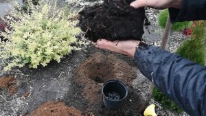 ЕЩЕ ОДНА НОВИНКА - ПИХТА СУБАЛЬПИЙСКАЯ КОМПАКТА.