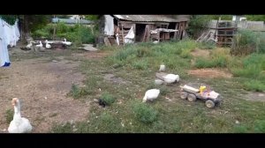 Правильное  кормление гусей