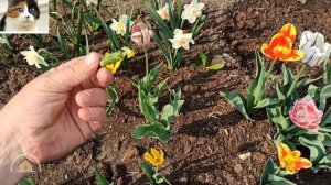 Что делать с тюльпанами после цветения. Обрезка тюльпанов